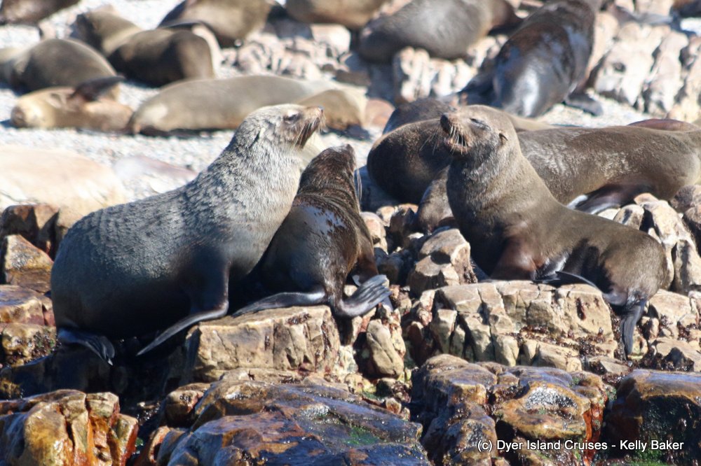 whale watching, gansbaai, south africa, cape fur seal