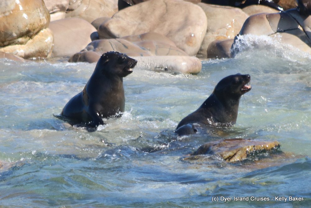 whale watching, gansbaai, south africa, cape fur seal