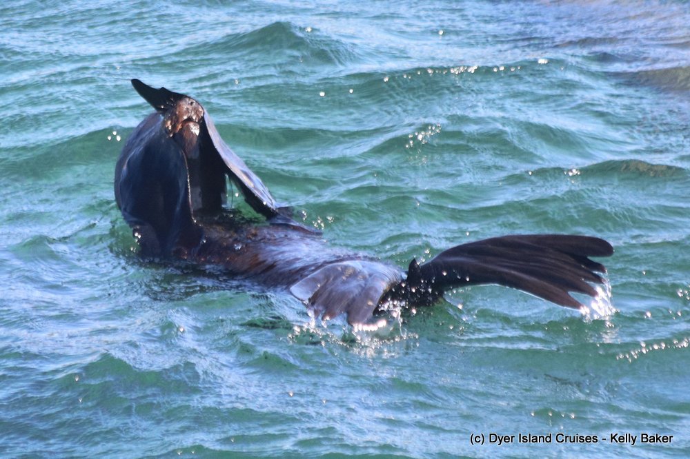 whale watching, gansbaai, south africa, cape fur seal in water