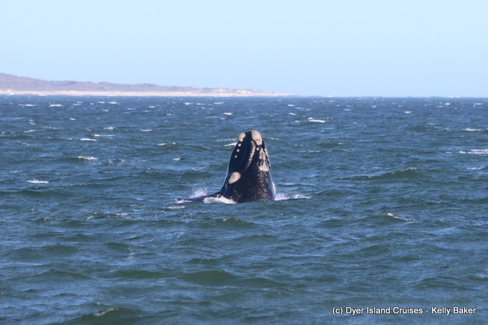 whale watching, gansbaai, south africa, southern right whale