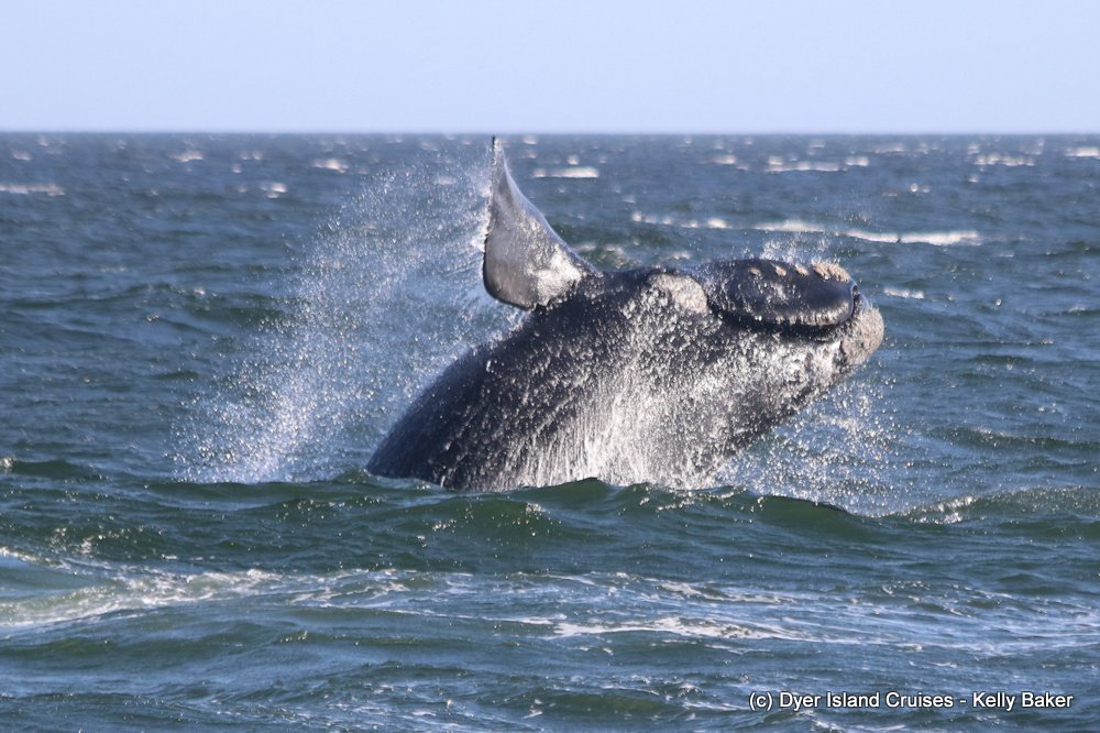 whale watching, gansbaai, south africa, southern right whale