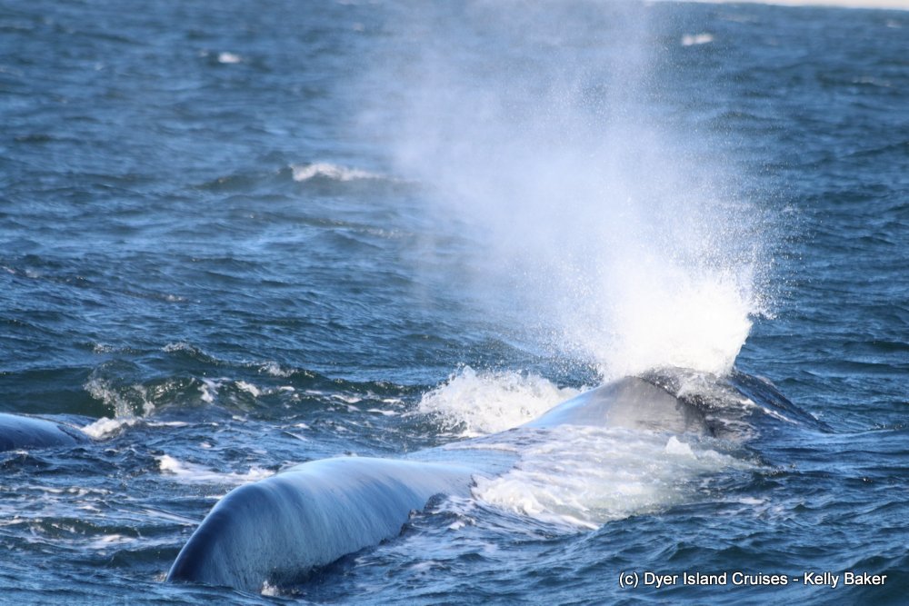whale watching, gansbaai, south africa, southern right whale