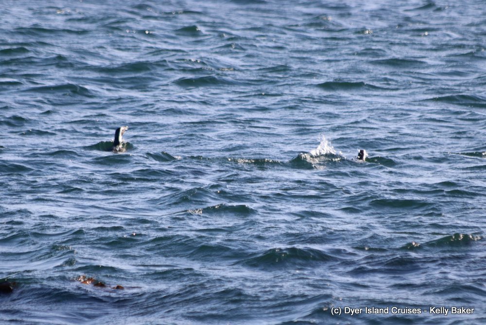 whale watching, gansbaai, south africa, african penguin