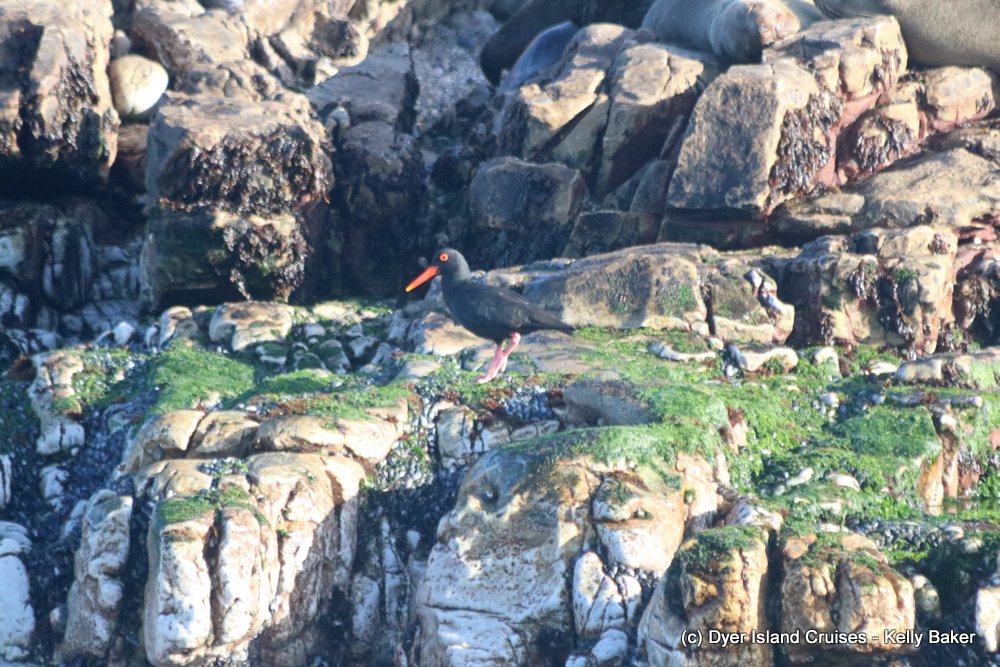 whale watching, gansbaai, south africa, oystercatcher