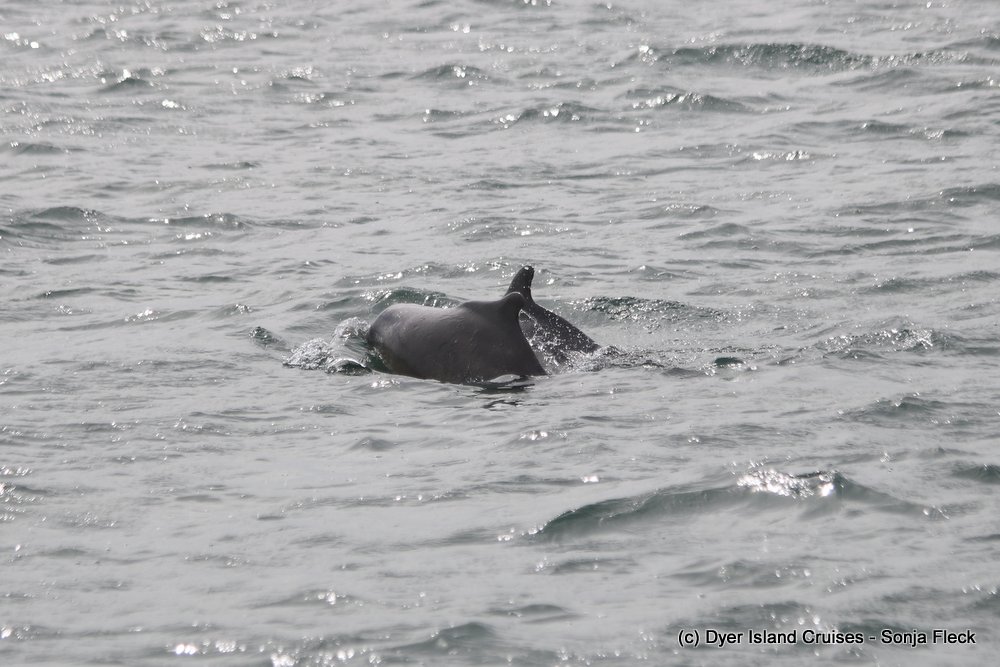 whale watching, gansbaai, south africa, Humpback dolphin