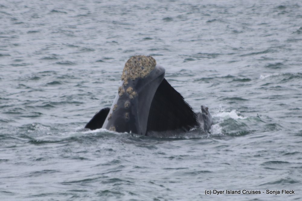 whale watching, gansbaai, south africa, southern right whale mouth open