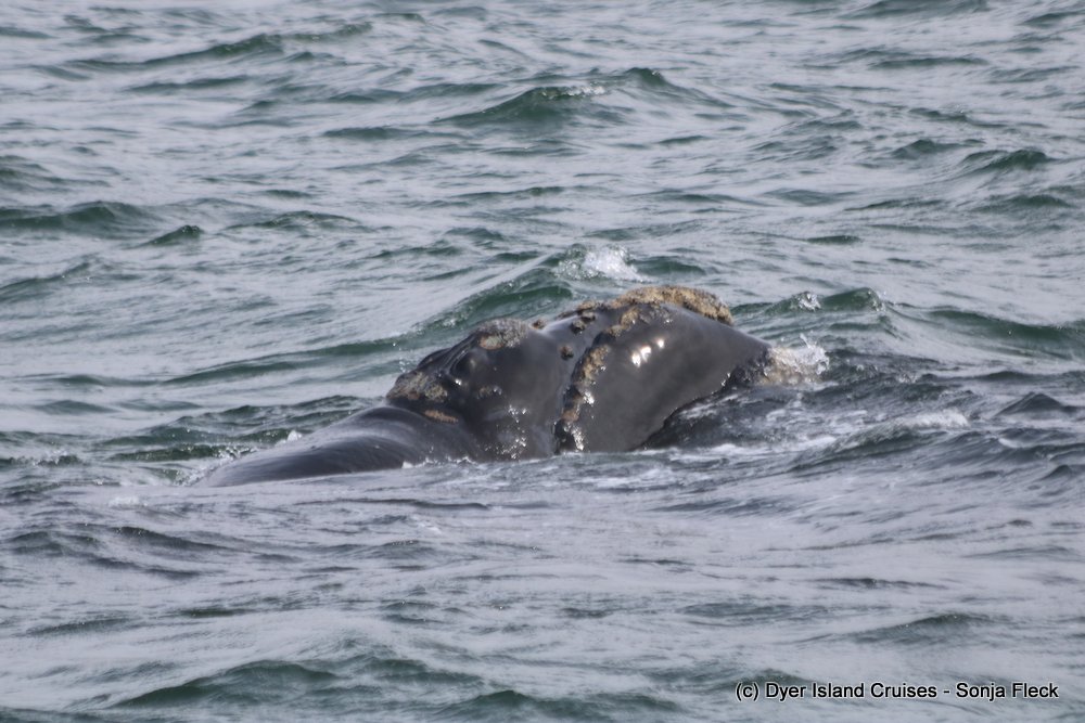 whale watching, gansbaai, south africa, southern right whale
