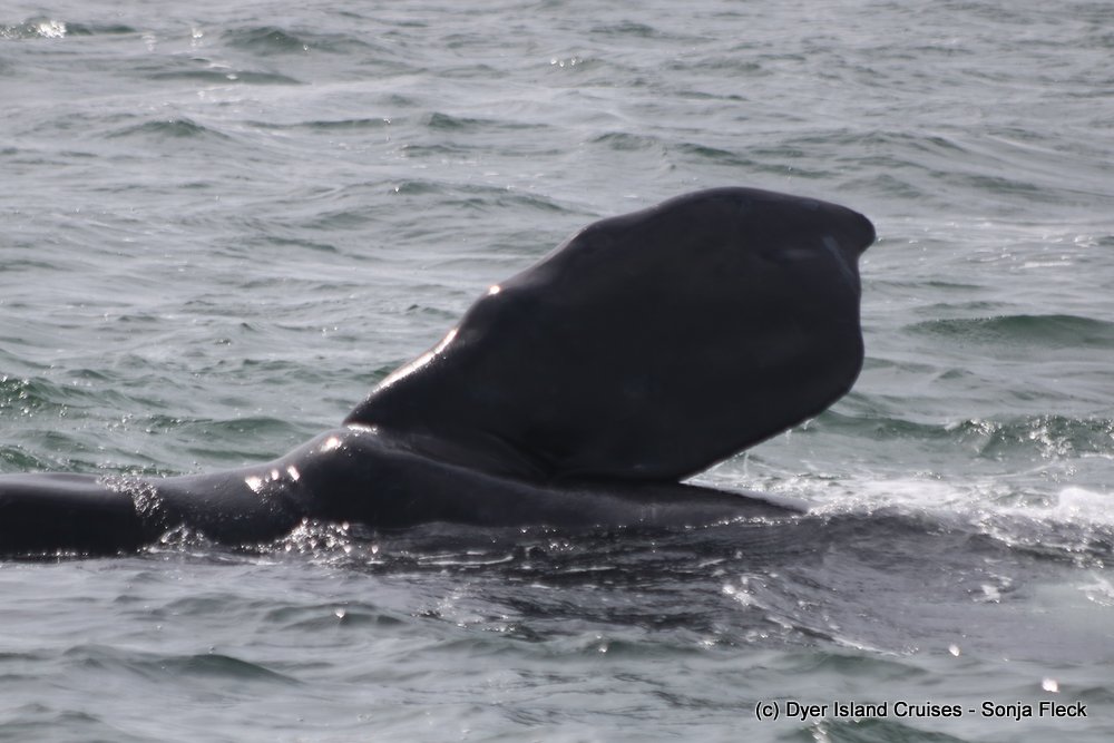 whale watching, gansbaai, south africa, southern right whale fin