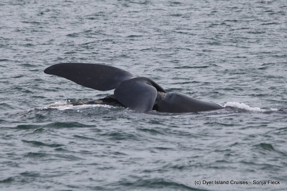 whale watching, gansbaai, south africa, southern right whale fluke on head