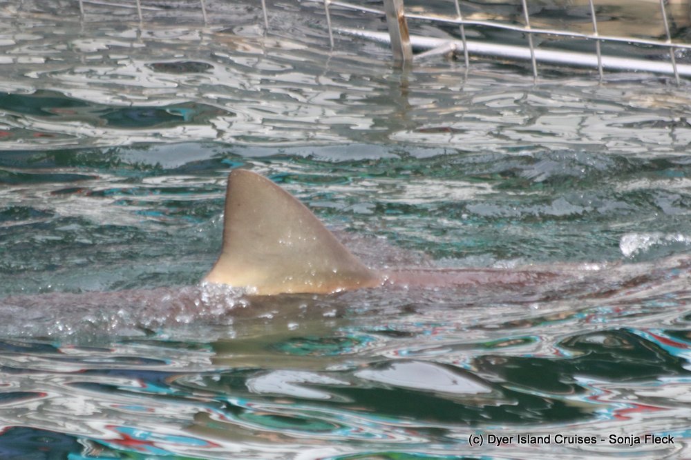 whale watching, gansbaai, south africa, Bronze whaler shark dorsal fin