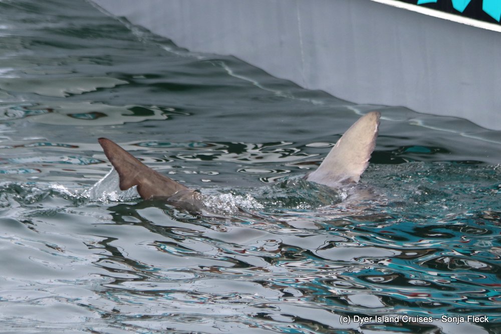 whale watching, gansbaai, south africa, Bronze whaler shark