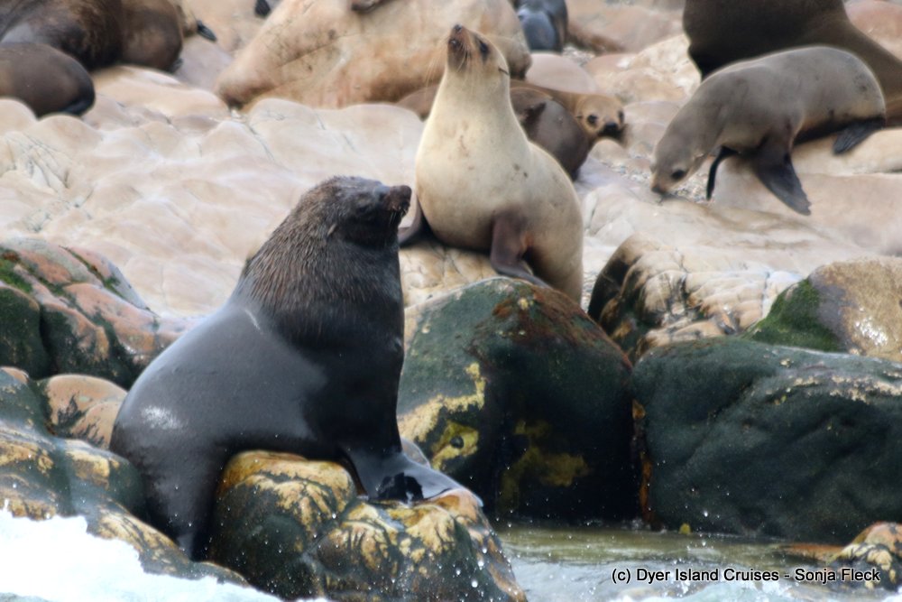 whale watching, gansbaai, south africa, cape fur seal
