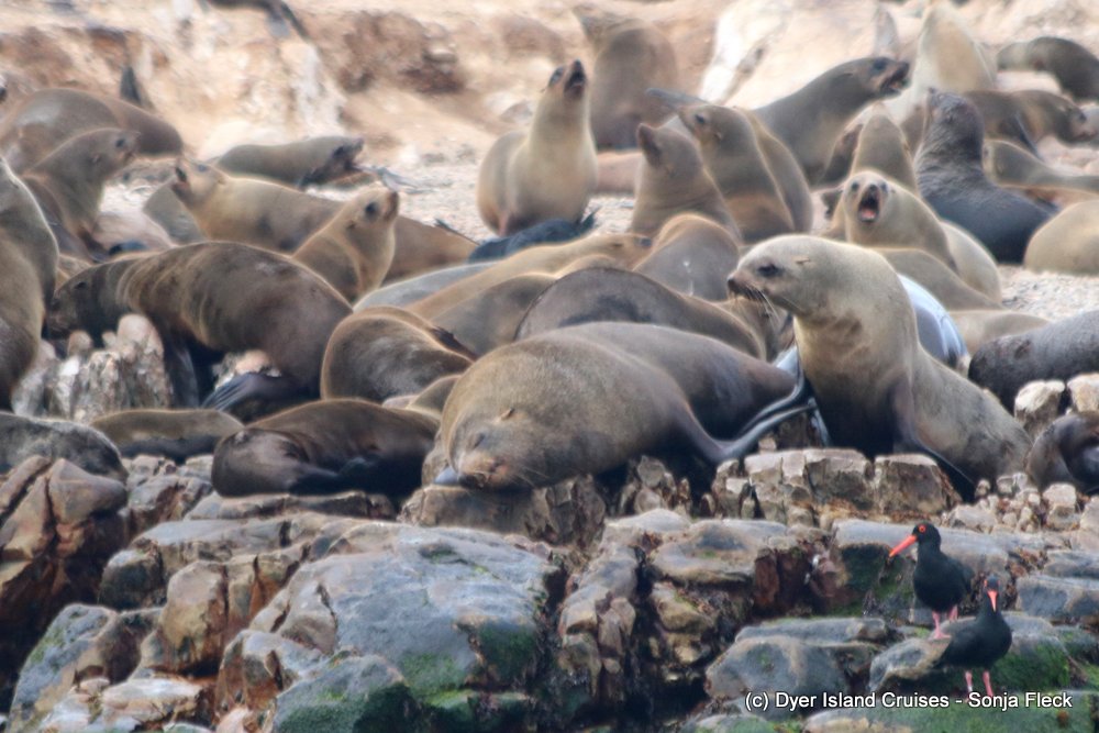 whale watching, gansbaai, south africa, cape fur seal
