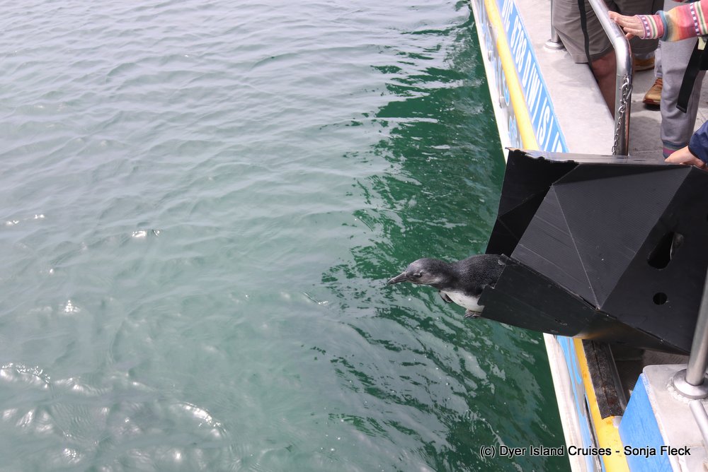 whale watching, gansbaai, south africa, african penguin release