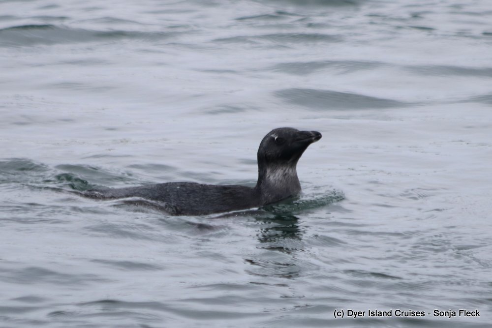 whale watching, gansbaai, south africa, african penguin