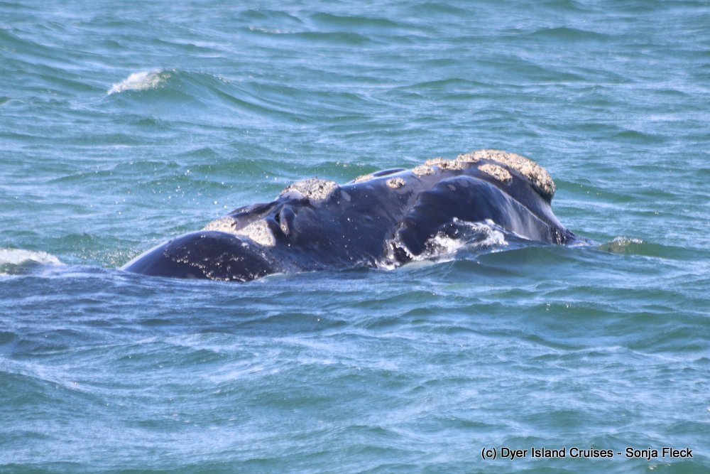 whale watching, gansbaai, south africa, southern right whale