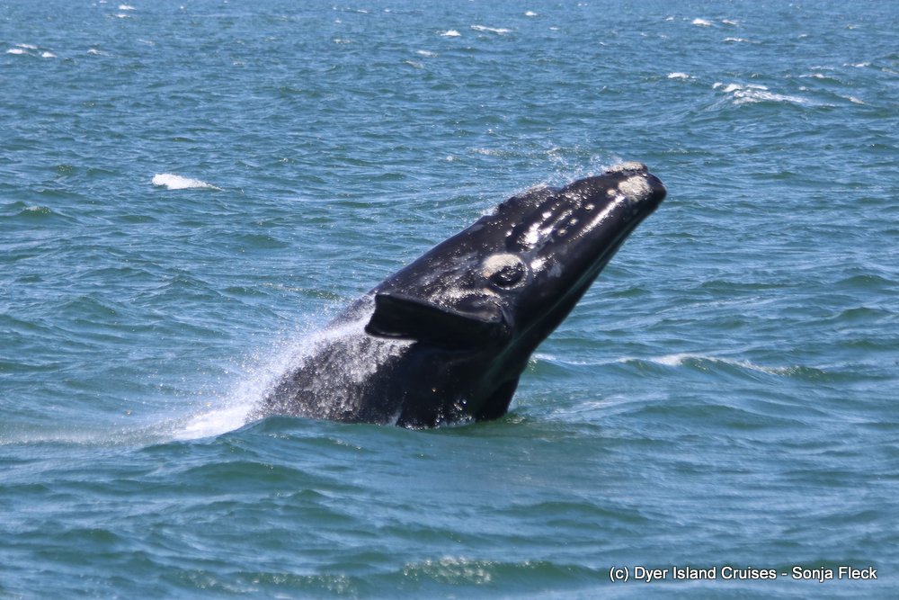 Marine Big 5 Daily Blog 17 November