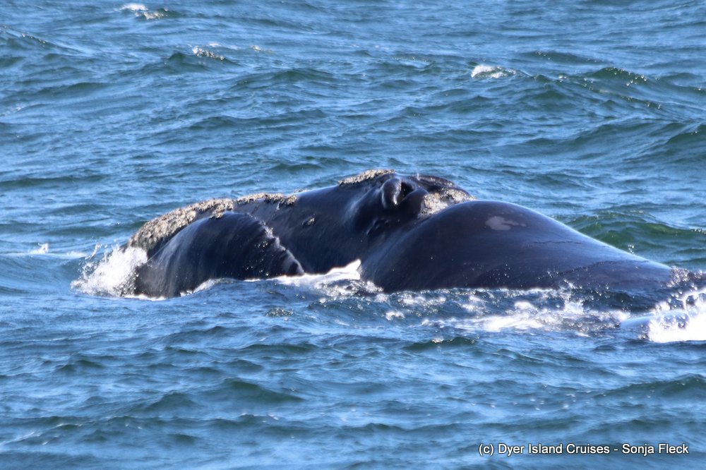 whale watching, gansbaai, south africa, southern right whale