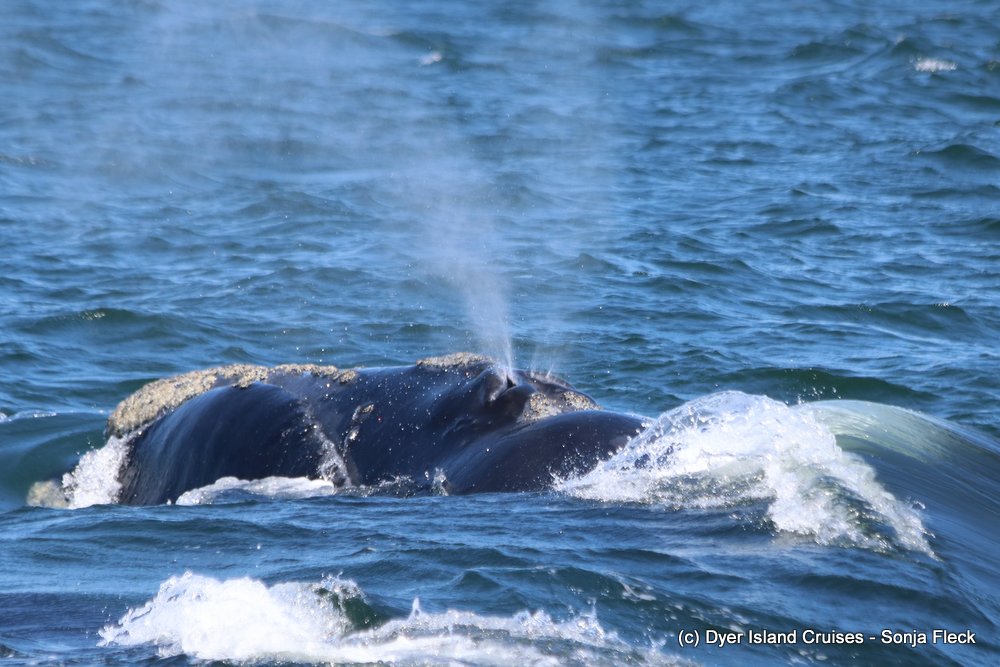 whale watching, gansbaai, south africa, southern right whale spout