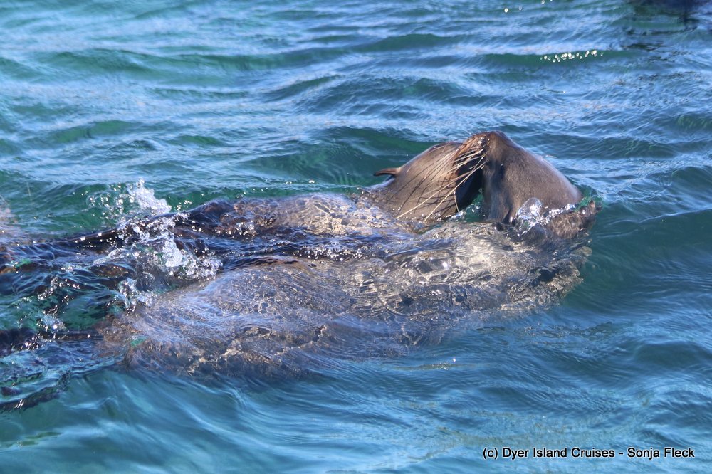 whale watching, gansbaai, south africa, cape fur seal in water