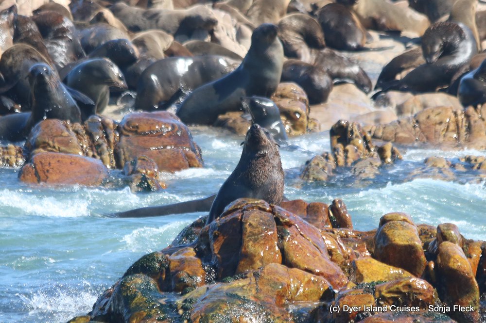 whale watching, gansbaai, south africa, cape fur seal