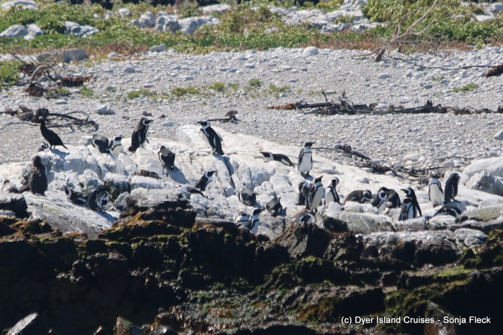whale watching, gansbaai, south africa, african penguin