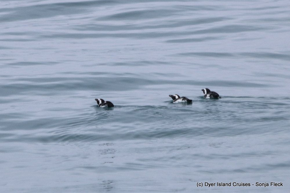 whale watching, gansbaai, south africa, african penguin raft