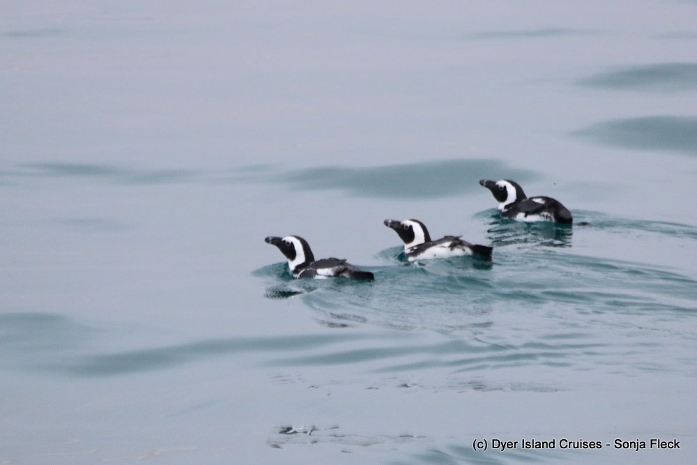 whale watching, gansbaai, south africa, african penguin raft