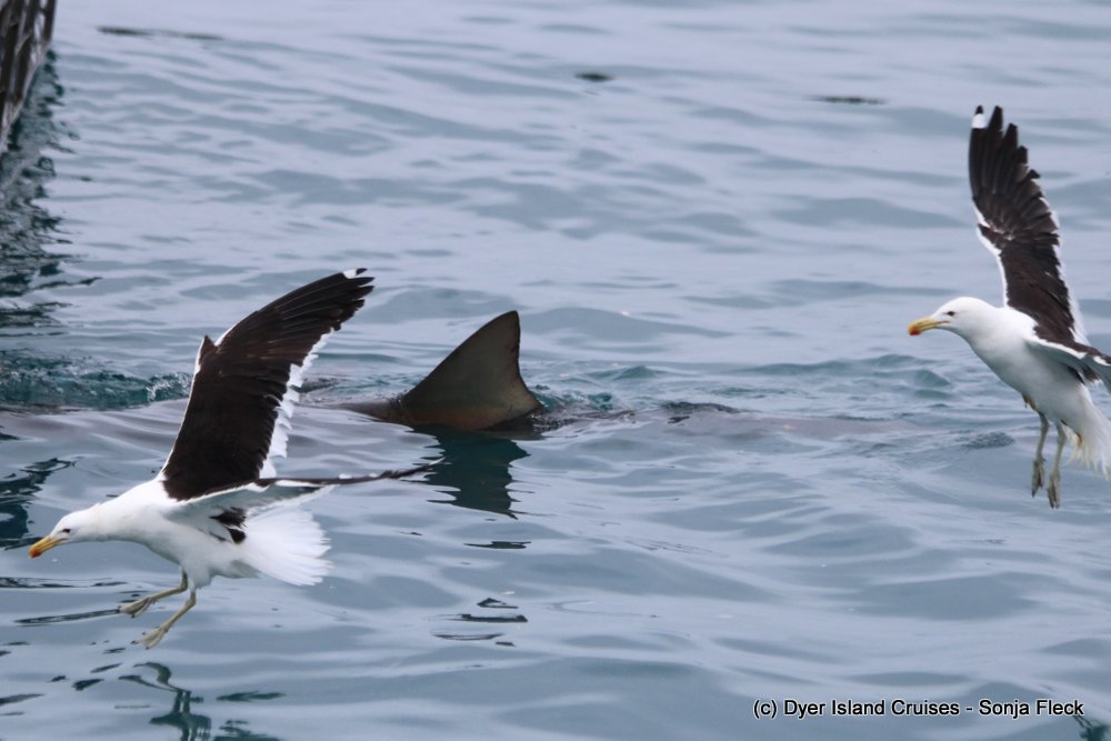 whale watching, gansbaai, south africa, Bronze whaler shark dorsal 