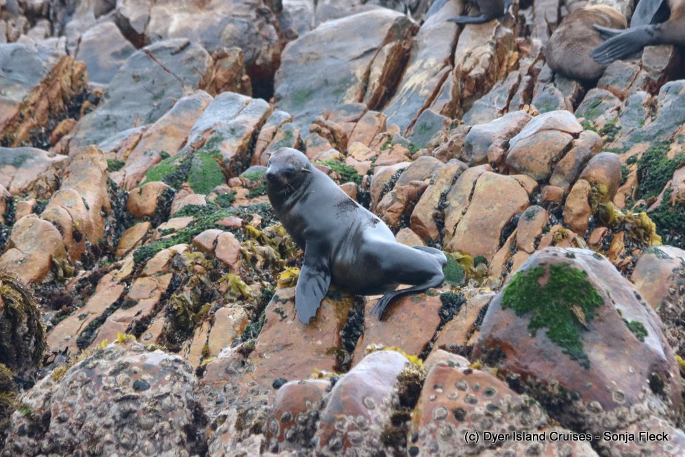 whale watching, gansbaai, south africa, cape fur seal