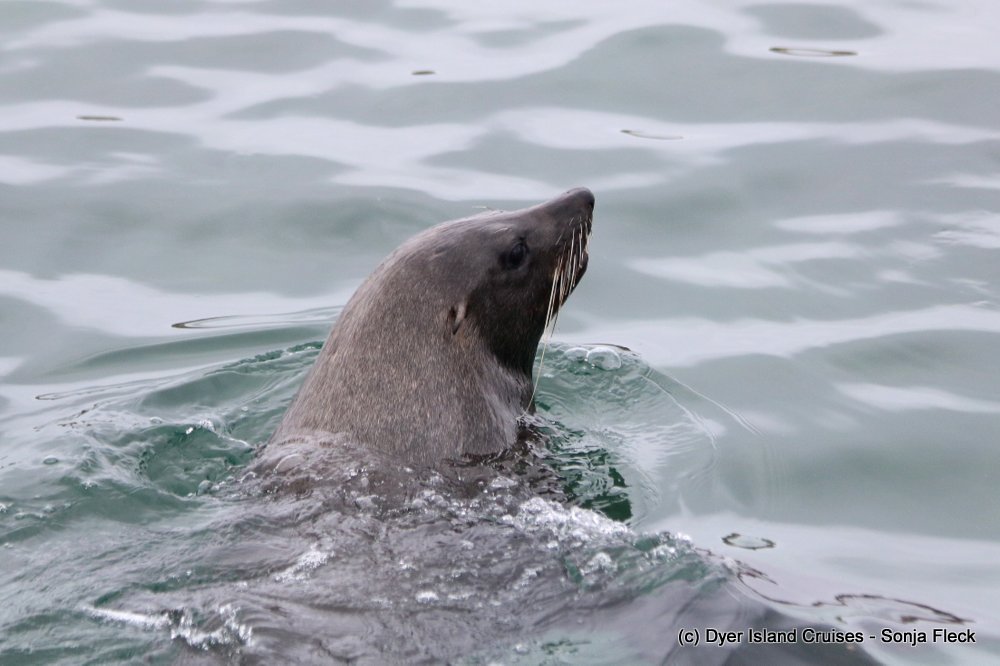 whale watching, gansbaai, south africa, cape fur seal in water