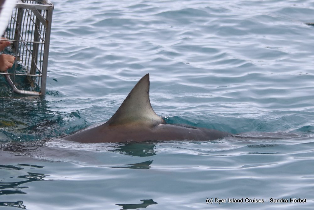 whale watching, gansbaai, south africa, Bronze whaler shark