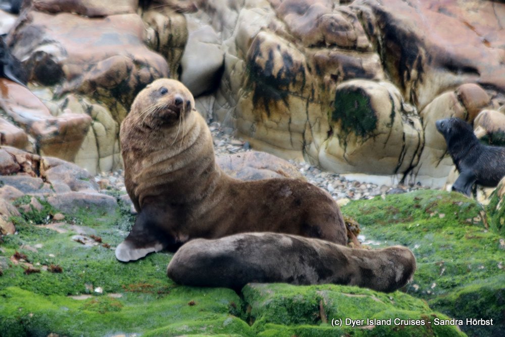 whale watching, gansbaai, south africa, cape fur seal