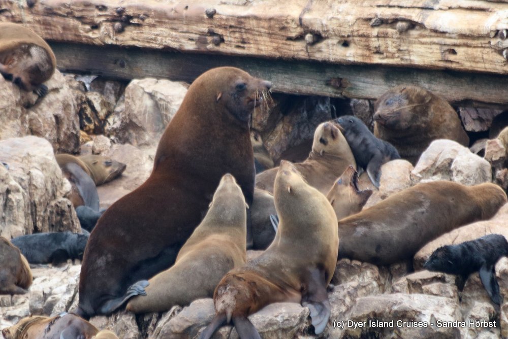 whale watching, gansbaai, south africa, cape fur seal bull and females