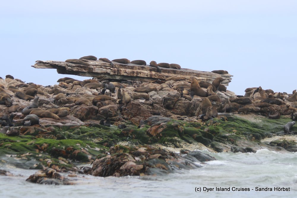 whale watching, gansbaai, south africa, cape fur seal colony