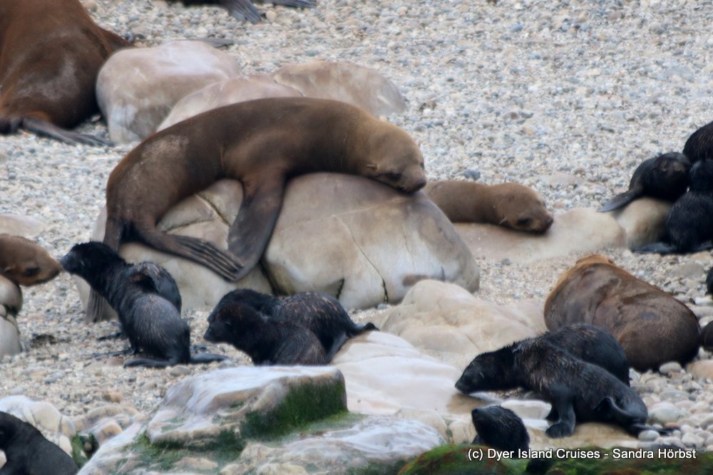 whale watching, gansbaai, south africa, cape fur seal