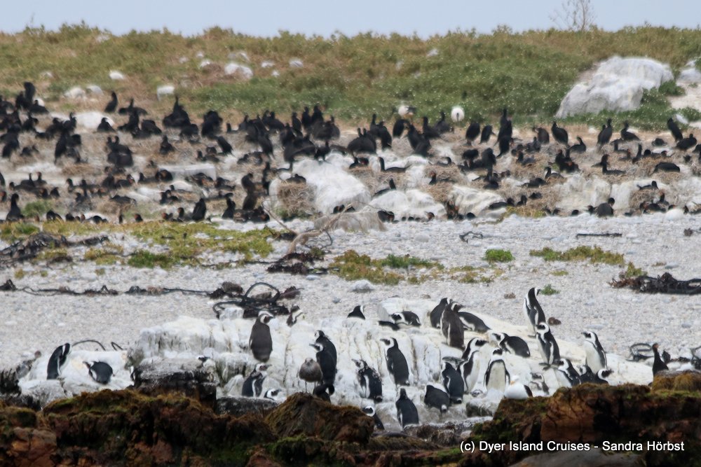 whale watching, gansbaai, south africa, african penguin on Dyer Island and Cape Cormorant