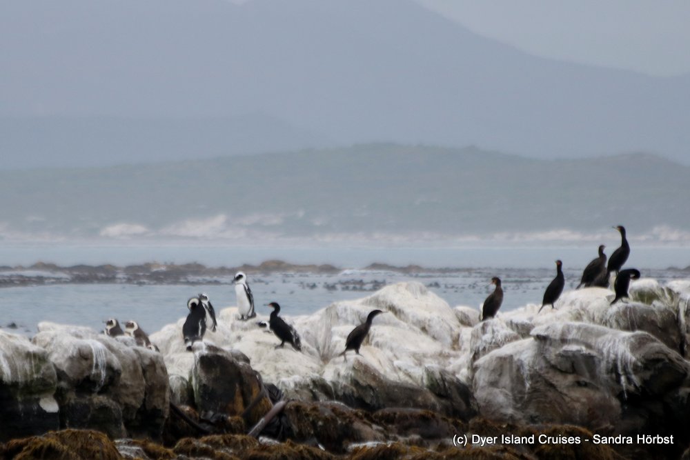 whale watching, gansbaai, south africa, african penguin