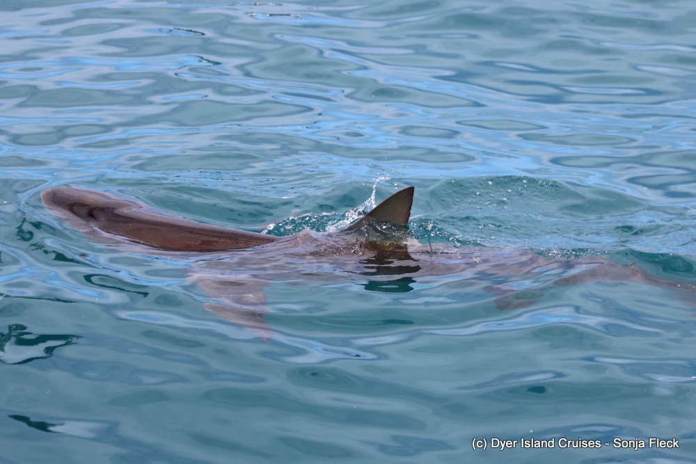 whale watching, gansbaai, south africa, Bronze whaler shark