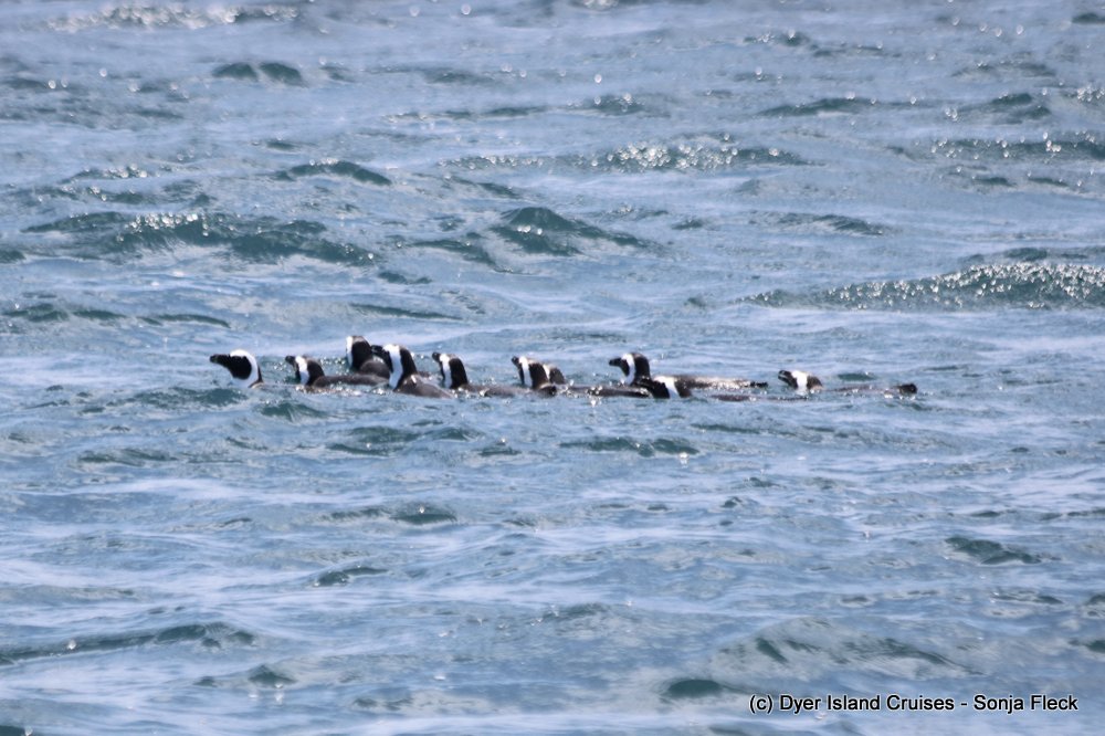 whale watching, gansbaai, south africa, african penguin raft