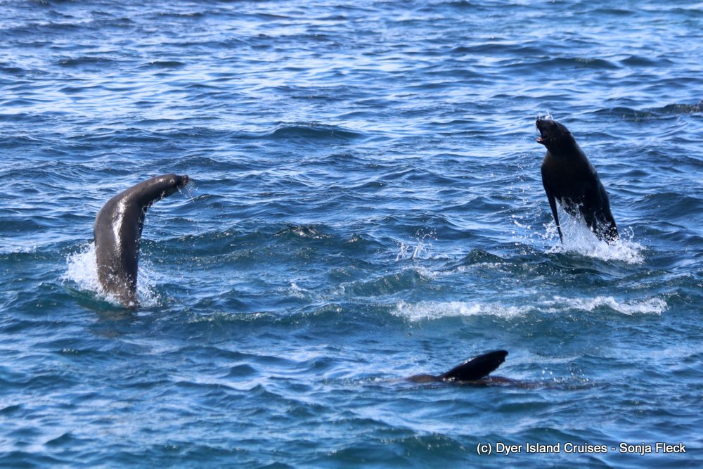 whale watching, gansbaai, south africa, cape fur seal in water jump