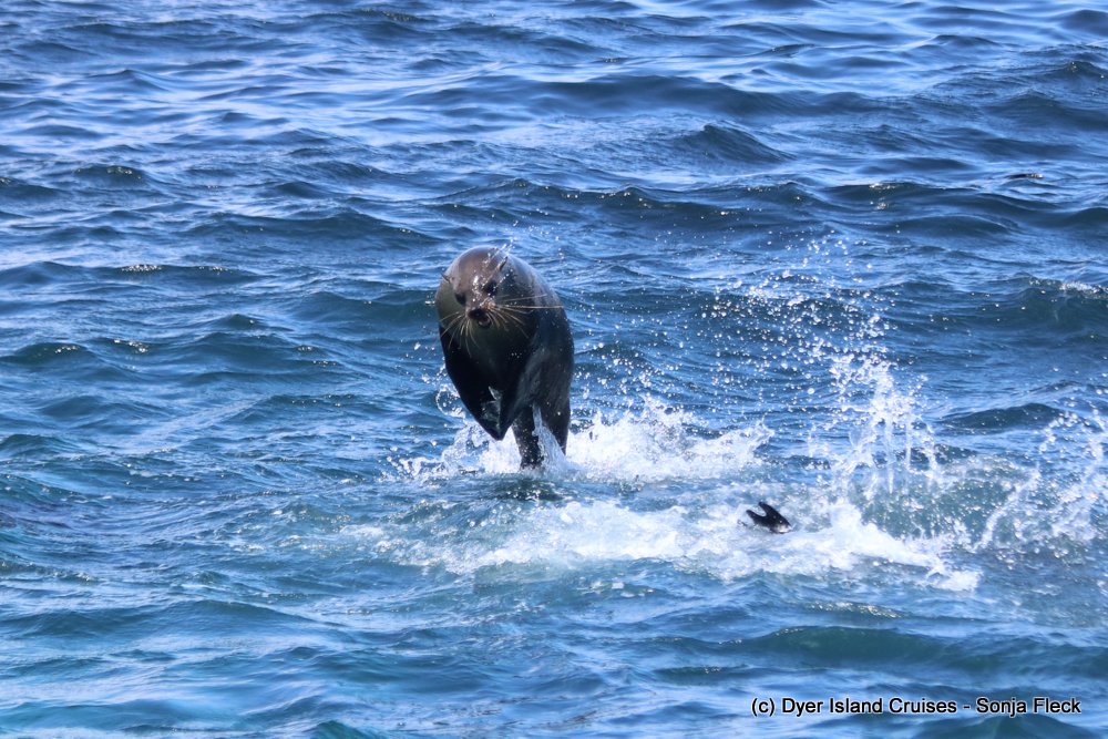 whale watching, gansbaai, south africa, cape fur seal jump