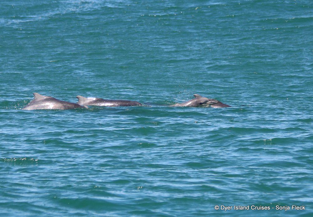 whale watching, gansbaai, south africa, Humpback dolphin