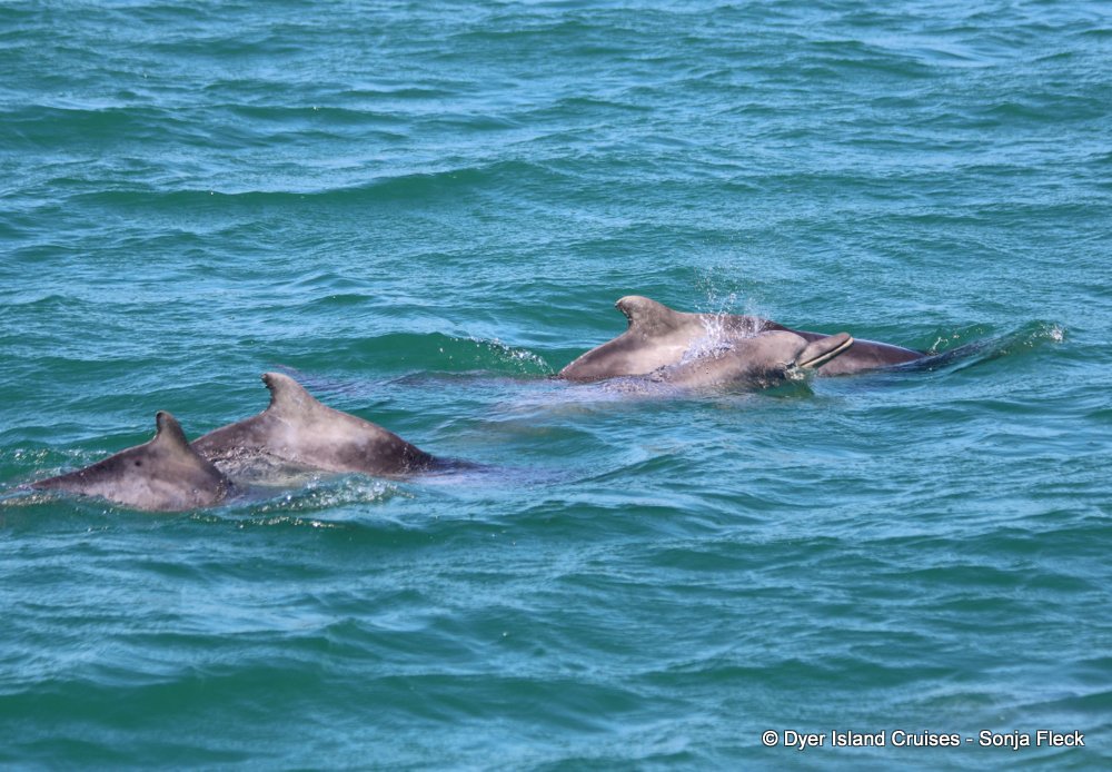 whale watching, gansbaai, south africa, Humpback dolphin