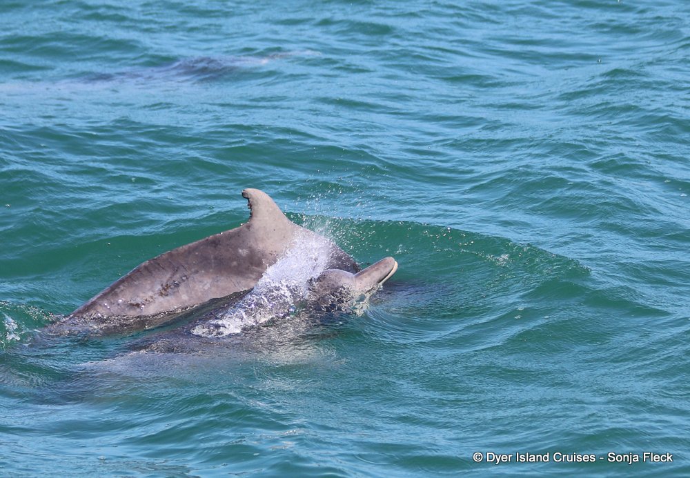 whale watching, gansbaai, south africa, Humpback dolphin