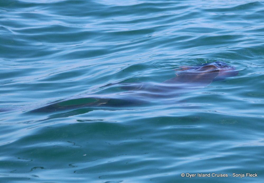 whale watching, gansbaai, south africa, Bronze whaler shark and jelly fish