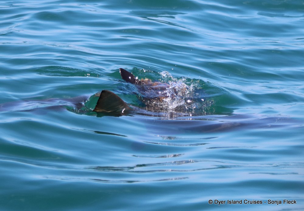 whale watching, gansbaai, south africa, Bronze whaler shark and jelly fish