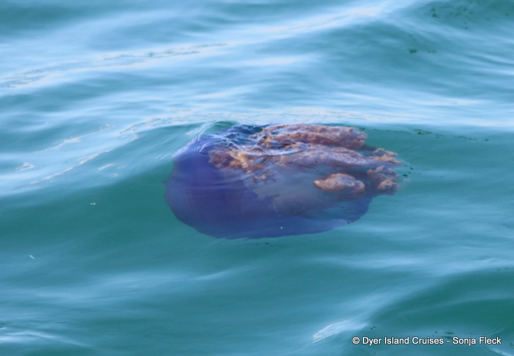 whale watching, gansbaai, south africa, jelly fish