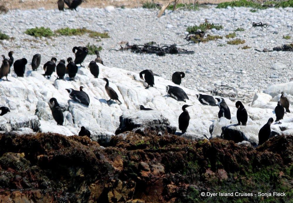 whale watching, gansbaai, south africa, african penguin