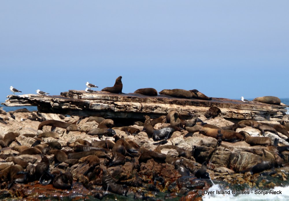 whale watching, gansbaai, south africa, cape fur seal on Prince Port